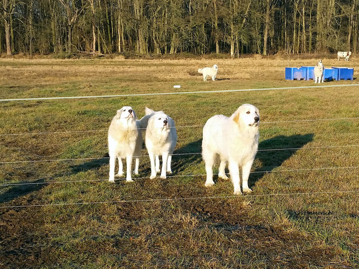 Ausbildung Herdenschutzhunde - IG Herdenschutz plus Hund