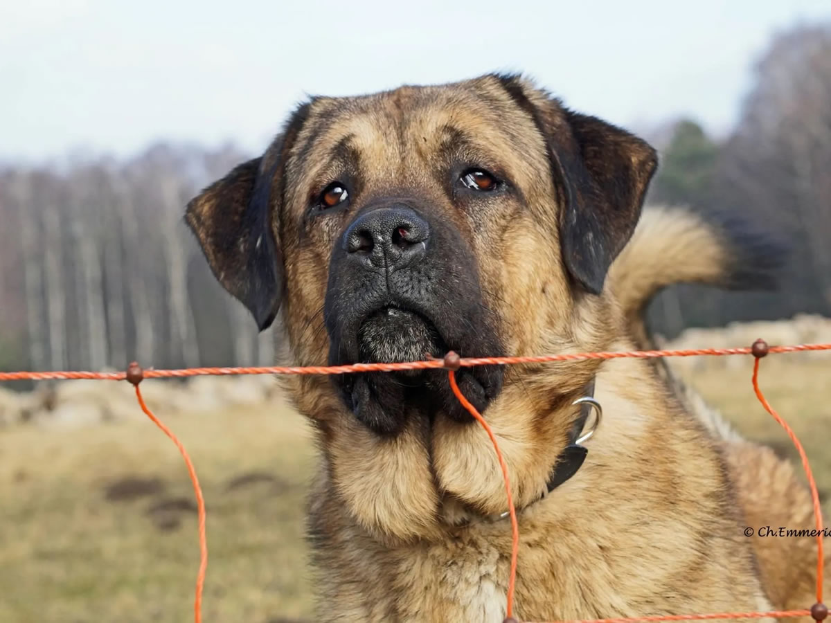 Beratung & Kontakt - IG Herdenschutz plus Hund